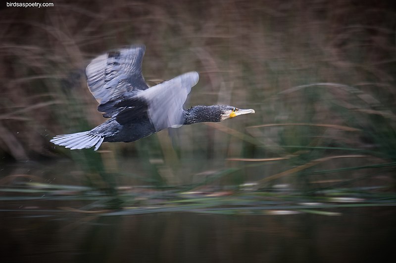 File:Great Cormorant, Outta Here - Flickr - birdsaspoetry.jpg