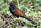 Greater Coucal I IMG 7775.jpg