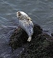 Grey seal rhossili 1.jpg
