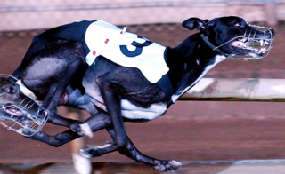 <span class="mw-page-title-main">Golden Sprint</span> Greyhound racing competition