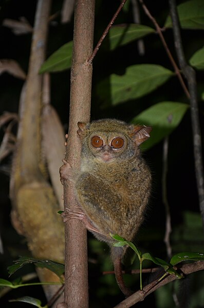 File:Gursky's spectral tarsier, Tangkoko Batuangus Nature Reserve 2016-04-02.jpg