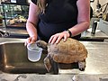 Gus the Tortoise at the Nova Scotia Museum of Natural History - August 2019.jpg