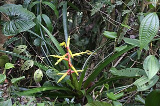 <i>Guzmania xanthobractea</i> Species of flowering plant