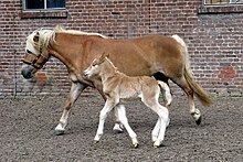 Foto av en tettvokst hestekastanje med hennes føll; de marsjerer i det som ser ut til å være en hage.