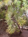 Hakea suaveolens