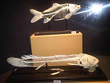 The lower figure is a skeleton of the bowfin. The pelvic and pectoral girdles are both visible and the axial and cranial elements are also both present. Hal - Cyprinus carpio and Amia calva skeletons.jpg