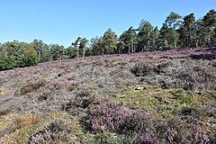 Heide am Gehn.jpg - Ueffeln