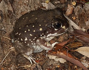 Billedbeskrivelse Heleioporus albopunctatus (beskåret) .jpg.