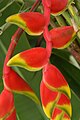 Heliconia rostrata