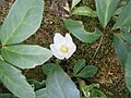 Helleborus niger - erratic flowering (6 July 2023)