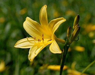 Fortune Salaire Mensuel de Hemerocallis Lilioasphodelus Combien gagne t il d argent ? 1 000,00 euros mensuels