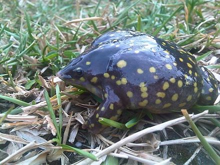 Лягушка свинка. Мраморная лягушка-поросёнок. Hemisus marmoratus. Мраморная лягушка. Пятнистая лягушка поросенок.