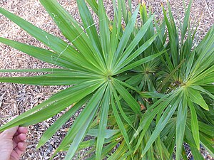 Hemithrinax Compacta