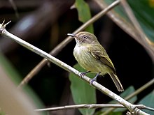 Hemitriccus cohnhafti - Acre Tody-Tyrant;  Rio Branco, Acre, Brésil.jpg