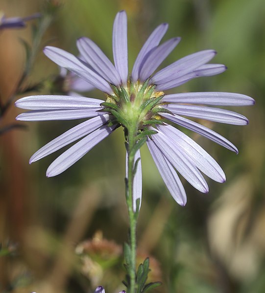 File:Heteropappus hispidus (flower s2).jpg