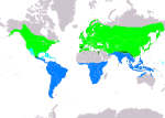 Hirundo rustica – Verbreitung