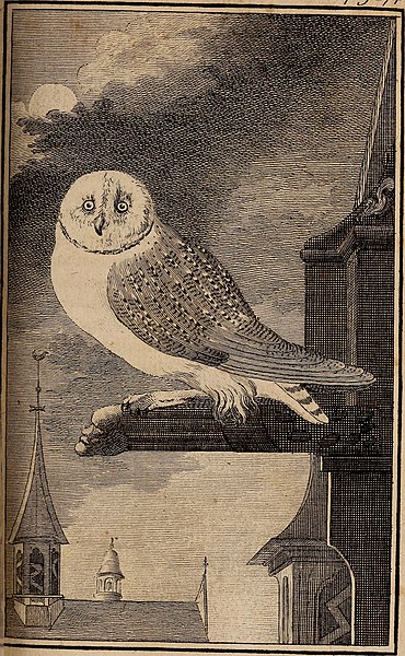 File:Histoire naturelle des oiseaux (1770) (14562997708).jpg