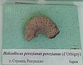 en:Holcodiscus perezianus perezianus (d'Orbigny) en:Barremian, Strazhets, Razgrad Province at the Sofia University "St. Kliment Ohridski" Museum of Paleontology and Historical Geology