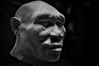 Homo erectus - Wikipedia