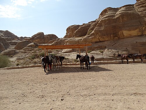 Horse parking.Petra,Jordan.