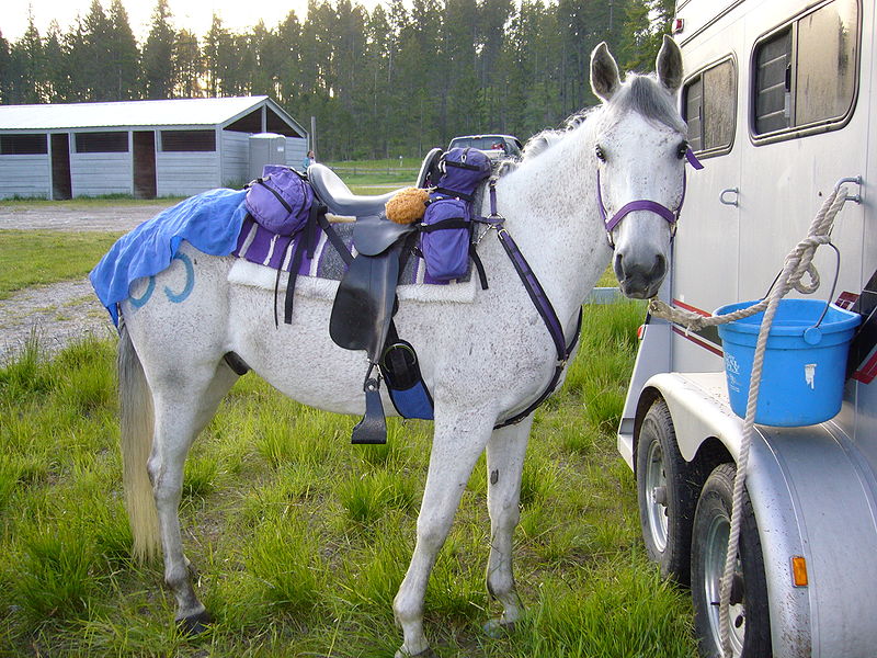 File:Horse standing at trailer.jpg