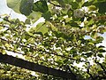 Kiwi-Pflanzen geben Schatten und Früchte.