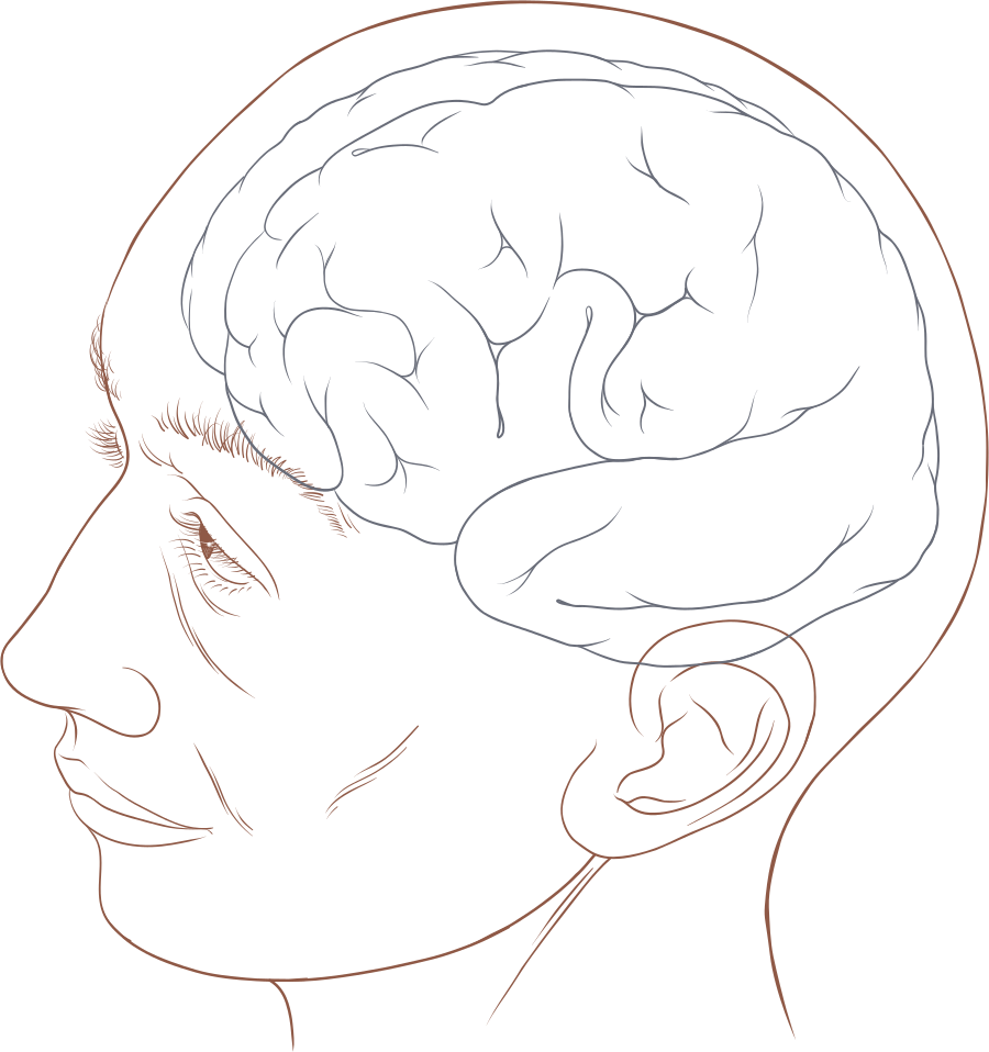 head and brain outline