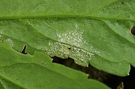 Hyaloperonospora dentariae