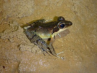 <i>Papurana elberti</i> Species of amphibian