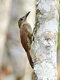 Thumbnail for Brigida's woodcreeper