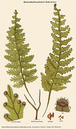 A kép leírása Hymenophyllum plumieri.jpg.