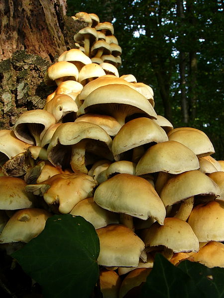 File:Hypholoma fas (3).jpg