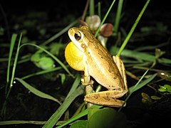 Description de l'image Hypsiboas pulchellus.jpg.