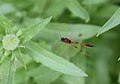 Größe: etwa 1,5 -2 cm, flog in geknickter Haltung.