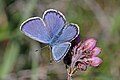 * Nomination Idas blue (Plebejus idas) male, Sweden --Charlesjsharp 08:25, 20 September 2018 (UTC) * Decline Insufficient DoF, head and right wing out of focus. Sorry! --Uoaei1 10:03, 20 September 2018 (UTC) I withdraw my nomination Yes, I agree Charlesjsharp 13:45, 21 September 2018 (UTC)
