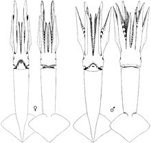 Illex coindetii immature female (left) and mature male (right).jpg