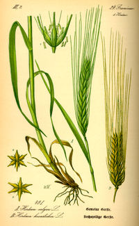 Illustration_Hordeum_vulgare0.jpg