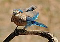 * Nomination Indian Roller at Nagzira--Fitindia 04:50, 27 November 2018 (UTC) * Decline  Oppose - Way too noisy again. -- Ikan Kekek 05:27, 27 November 2018 (UTC)