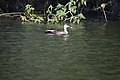 Indian spotbuilled duck at bhima=bhigwan.jpg
