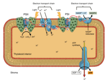 Photosynthetic electron transport chain of the thylakoid membrane. Innerworkings of a thylakoid.png