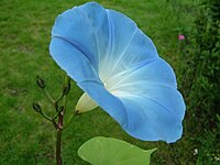 Ipomoea tricolor