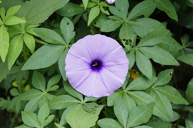 File:Ipomoea 0049.jpg