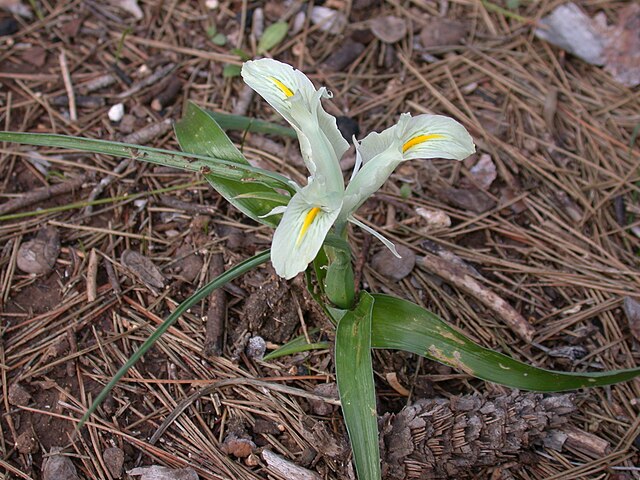 Iris palaestina