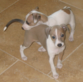 Italian Greyhound Puppies.png