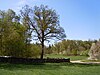 Hunting oak on the Hummelberg.jpg