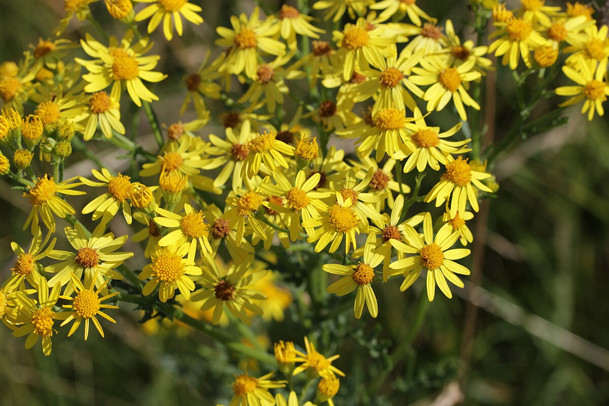 Vulgaris. Якобея. Senecio vulgaris l..