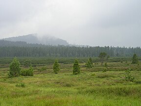 Blick über das Moor