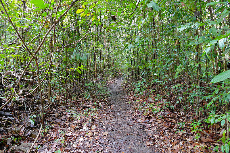 File:Jungle Trail (23559625869).jpg