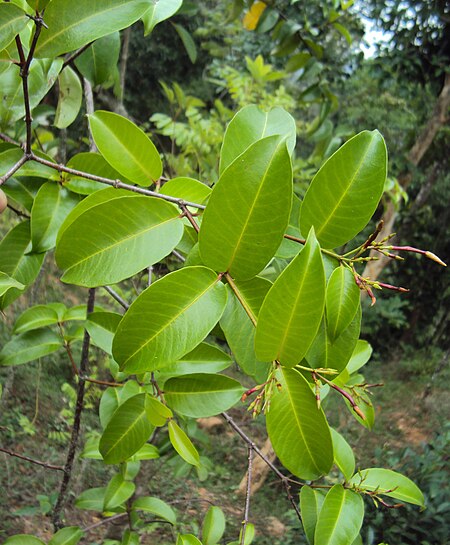 Kamettia caryophyllata