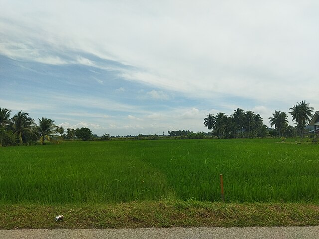 Paddy field in Sungai Meriam.